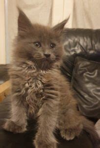 Maine coons till salu